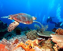 Diving & Scuba Diving Insurance
